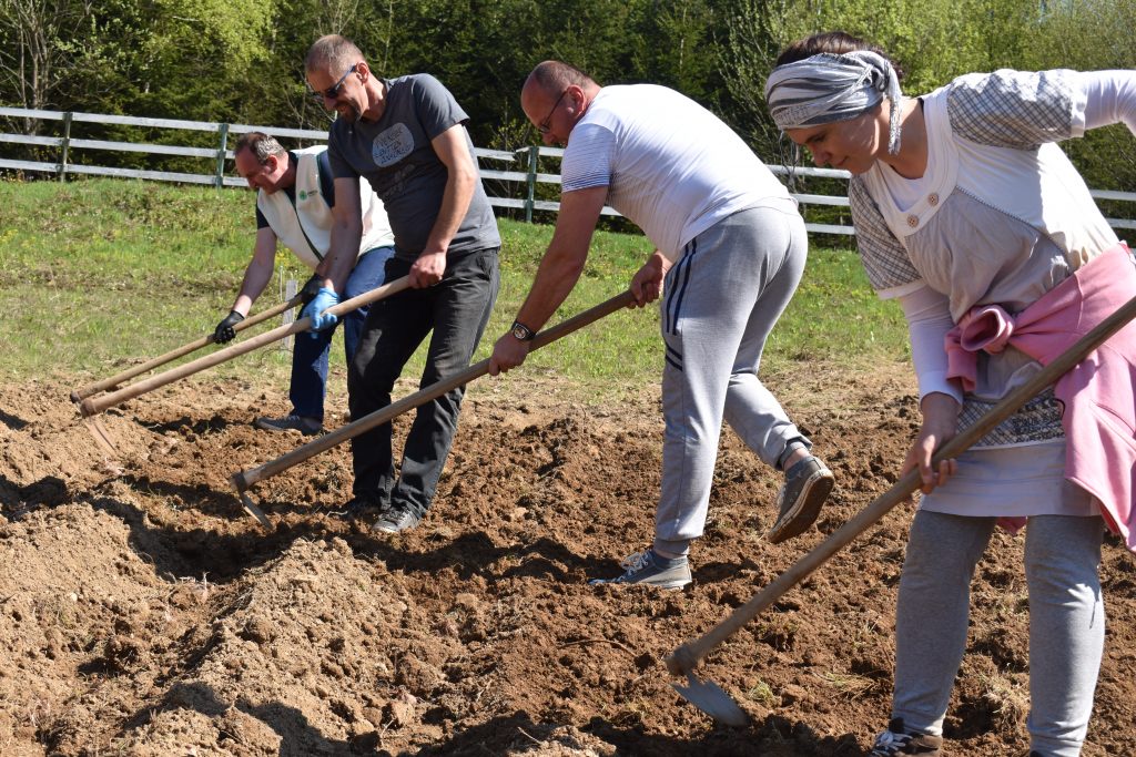 Planted 20 thousand of square meters of potatoes for humanitarian purposes of IFS-EMMAUS