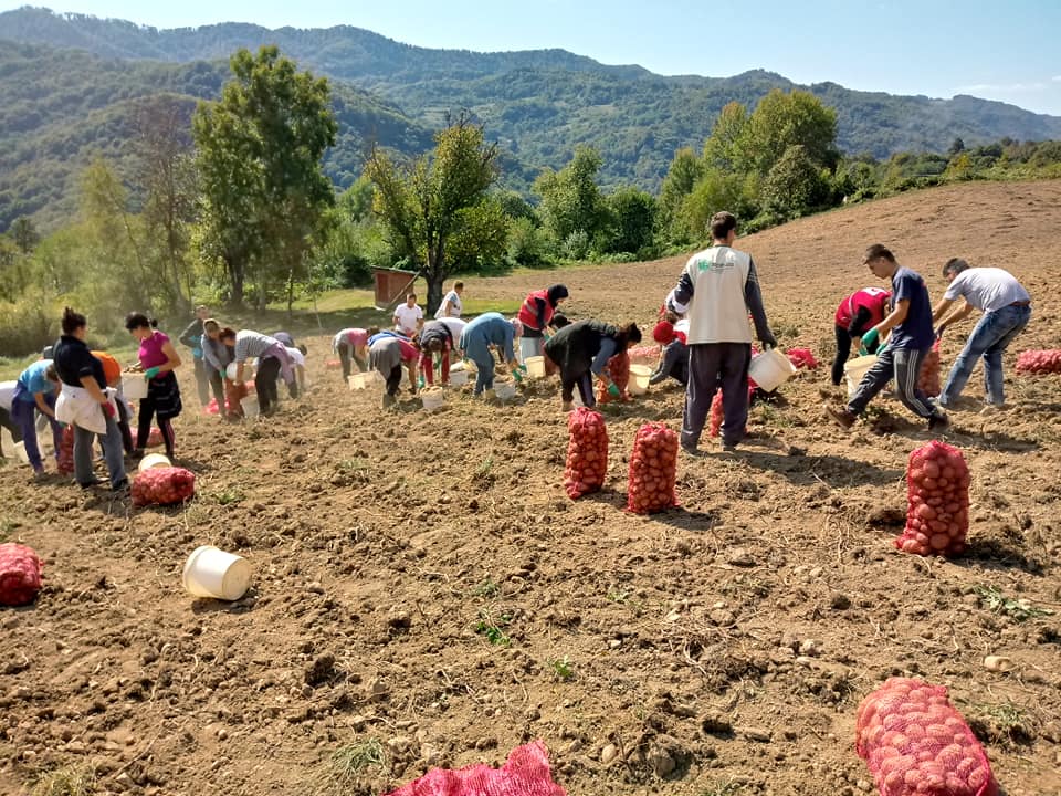 50 tonnes of potatoes were harvested at the MFS-EMMAUS farm near Potocari