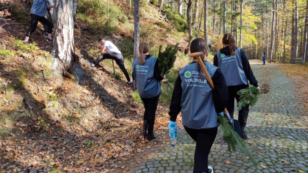 Volunteers planted 500 white pine seedlings in the locality of Guber near Srebrenica